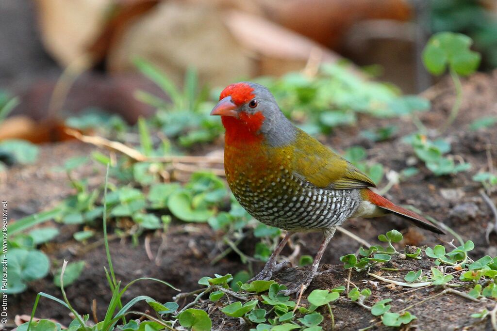 Green-winged Pytilia male adult