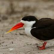 African Skimmer