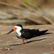 Black Skimmer