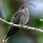 Bec-en-faucille aigle