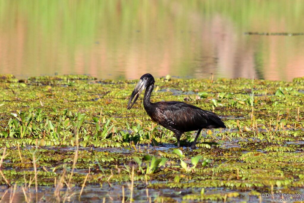 African Openbilladult