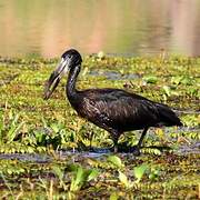 African Openbill