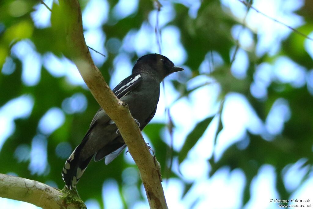 Bécarde à ailes blanches mâle adulte