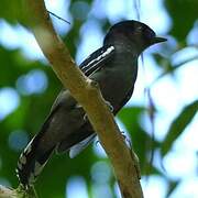 White-winged Becard