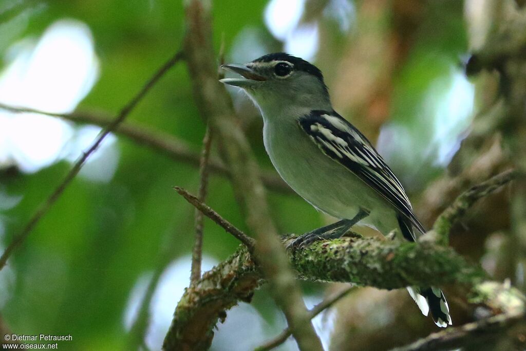 Black-capped Becard male adult, song