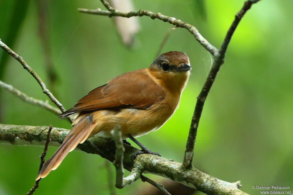 Chestnut-crowned Becardadult