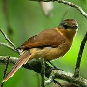 Chestnut-crowned Becard