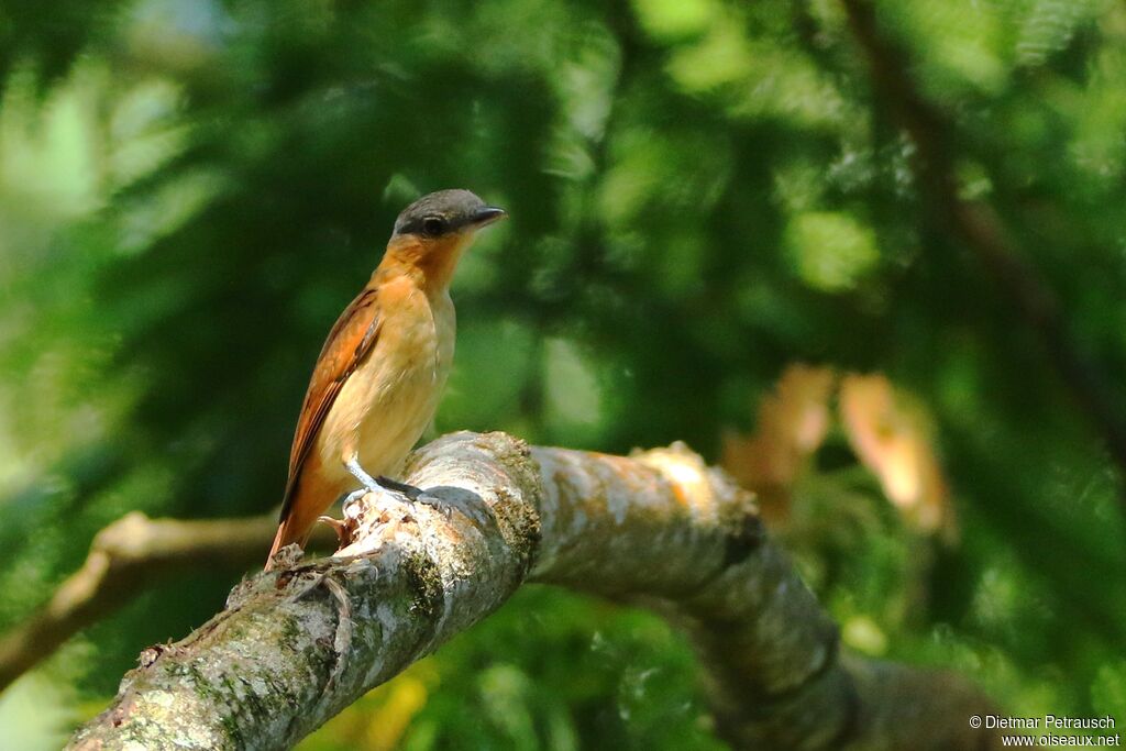 Pink-throated Becard female adult