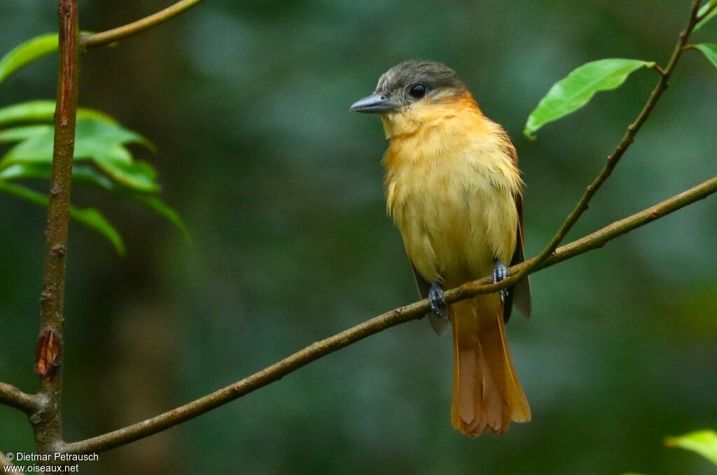 Crested Becard female adult