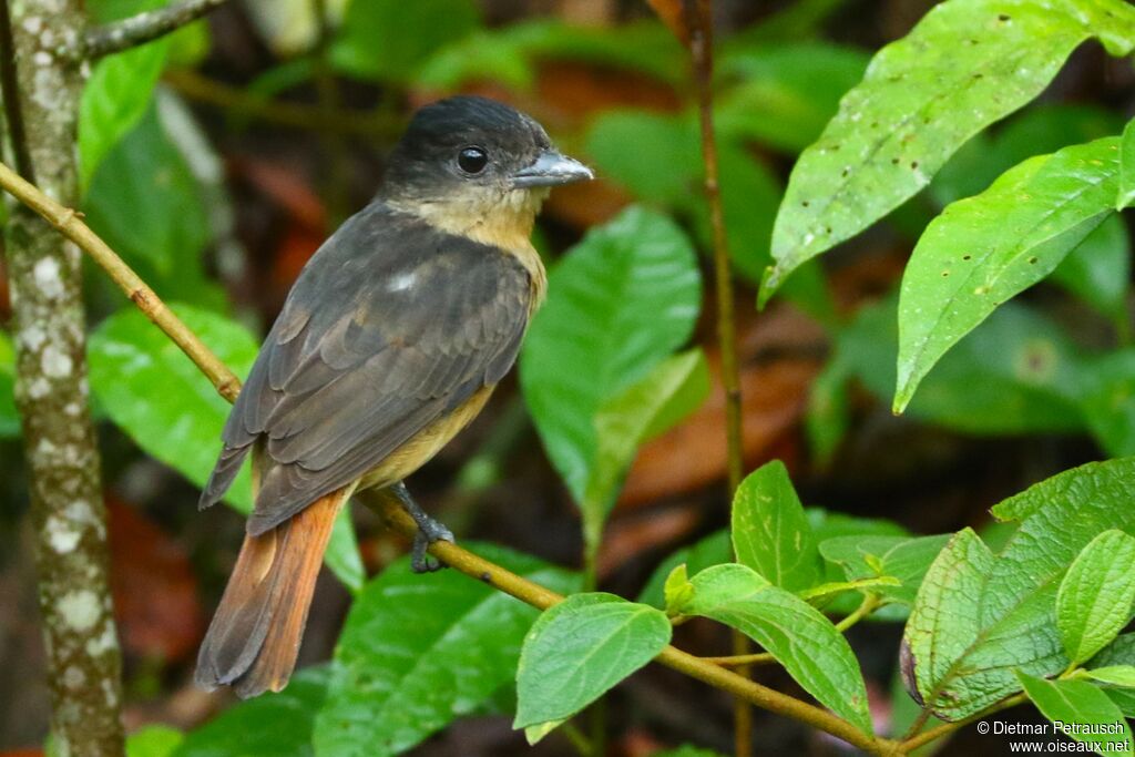 Crested Becard male adult