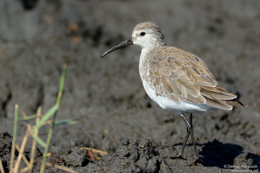 Curlew Sandpiperadult post breeding