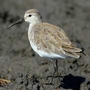 Curlew Sandpiper