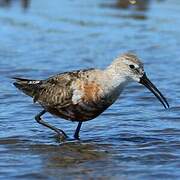 Curlew Sandpiper