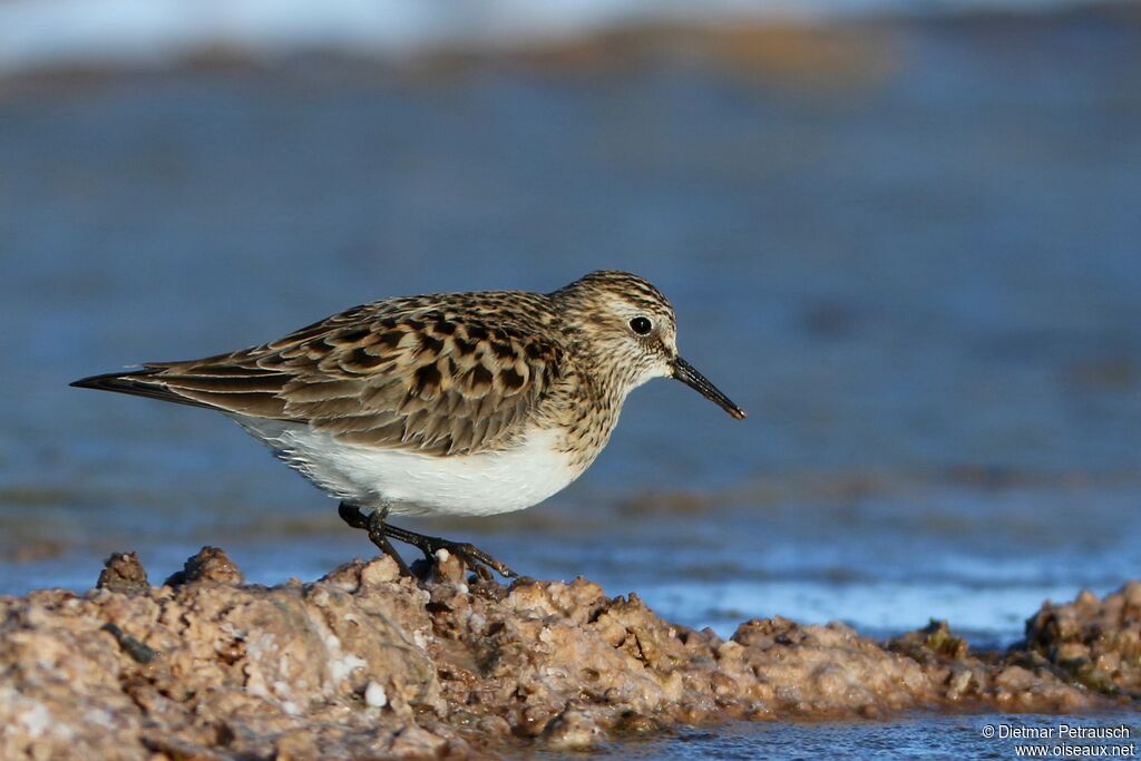 Baird's Sandpiperadult, identification