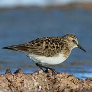 Baird's Sandpiper