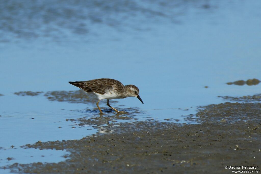 Bécasseau minusculeadulte