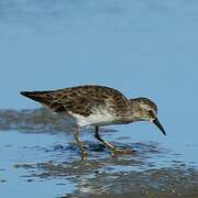 Least Sandpiper