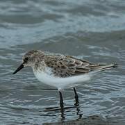 Little Stint