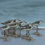 Bécasseau sanderling