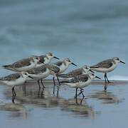 Bécasseau sanderling