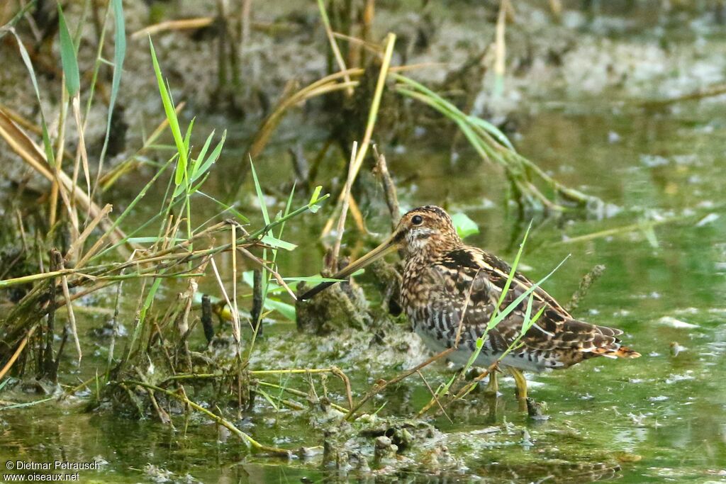 Common Snipeadult