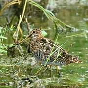 Common Snipe