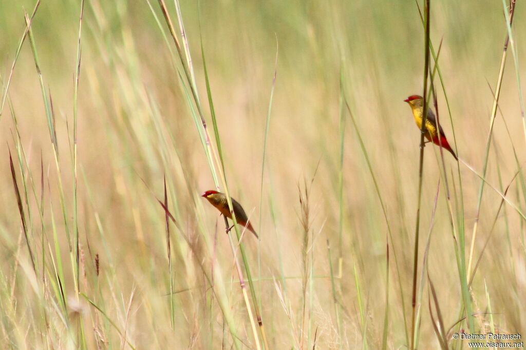 Orange-breasted Waxbilladult