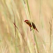 Orange-breasted Waxbill