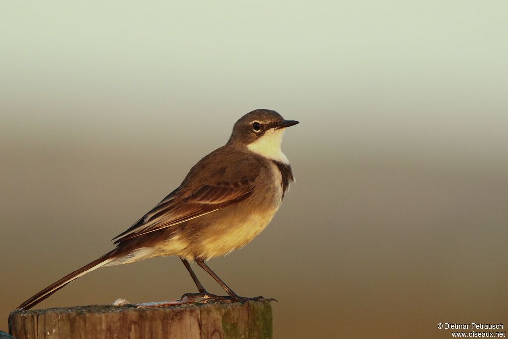 Cape Wagtailadult