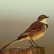 Cape Wagtail