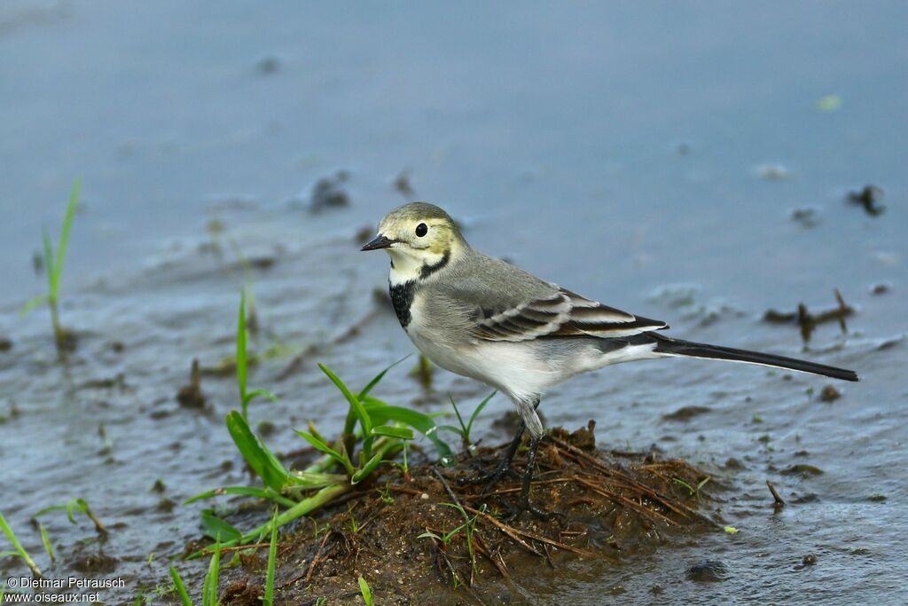 White Wagtailsubadult