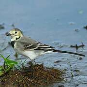 White Wagtail