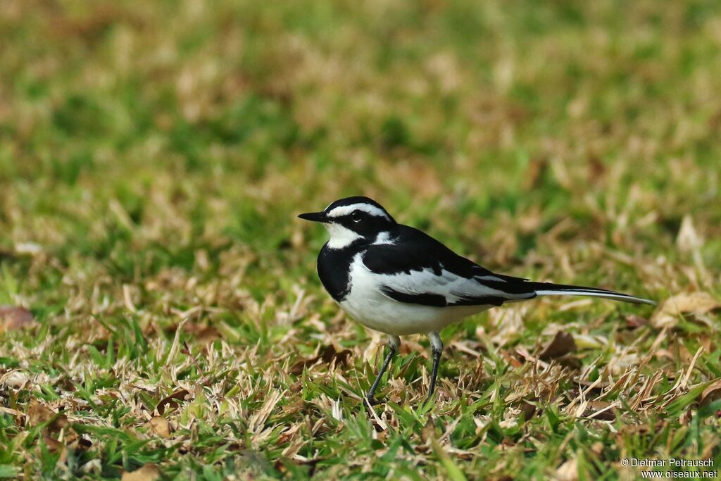 African Pied Wagtailadult