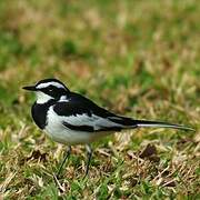 African Pied Wagtail