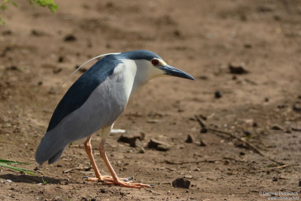 Black-crowned Night Heronadult