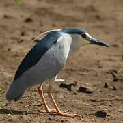 Black-crowned Night Heron