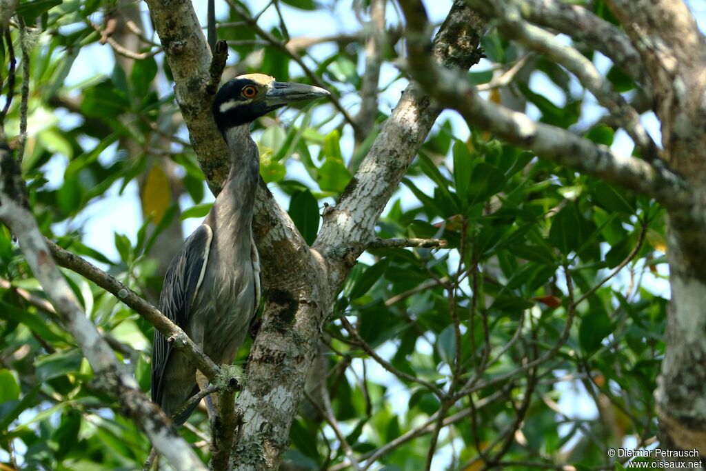 Yellow-crowned Night Heronadult