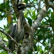 Yellow-crowned Night Heron