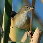 Little Rush Warbler