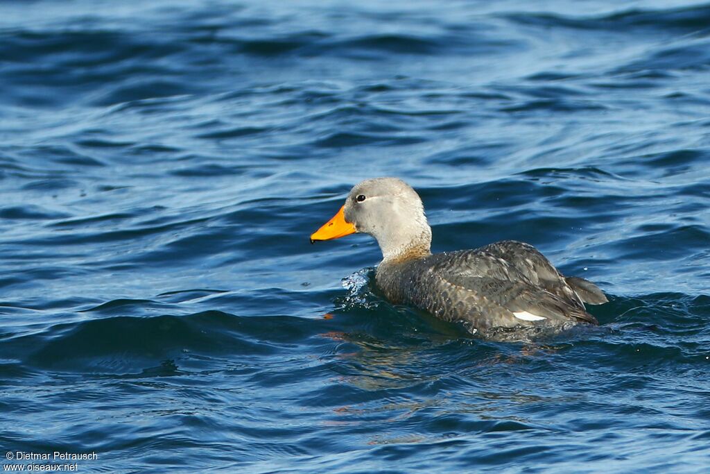 Fuegian Steamer Duckadult