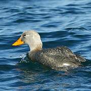 Fuegian Steamer Duck