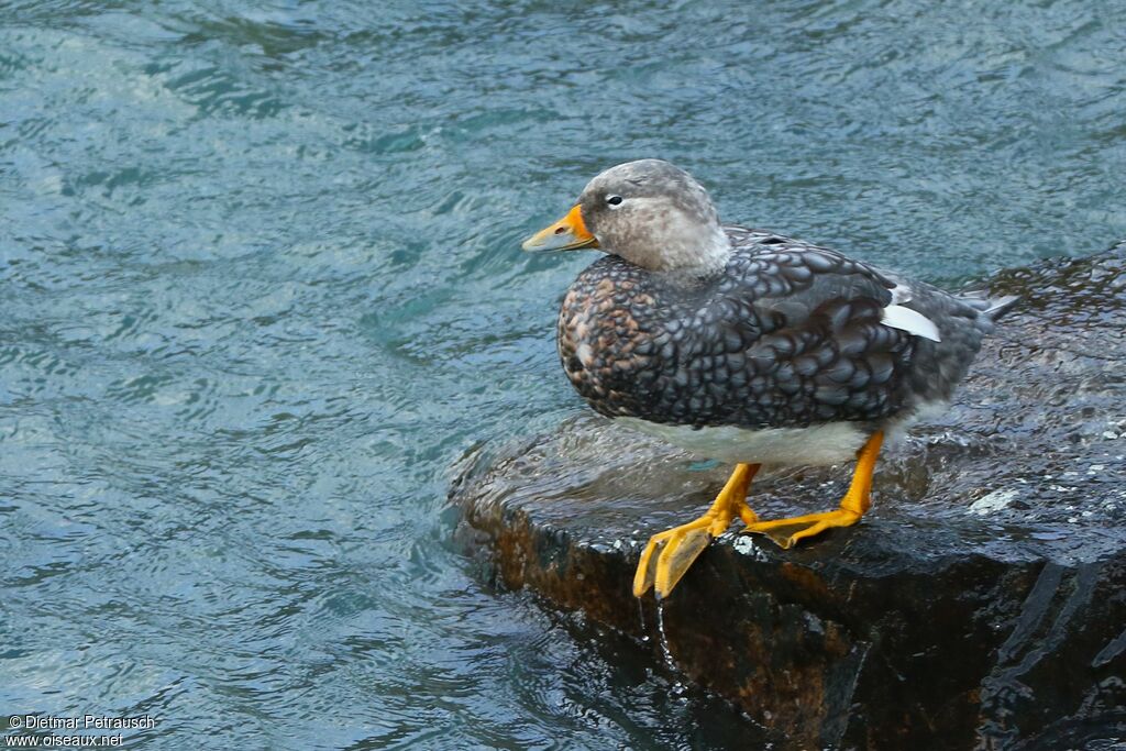 Flying Steamer Duck male adult