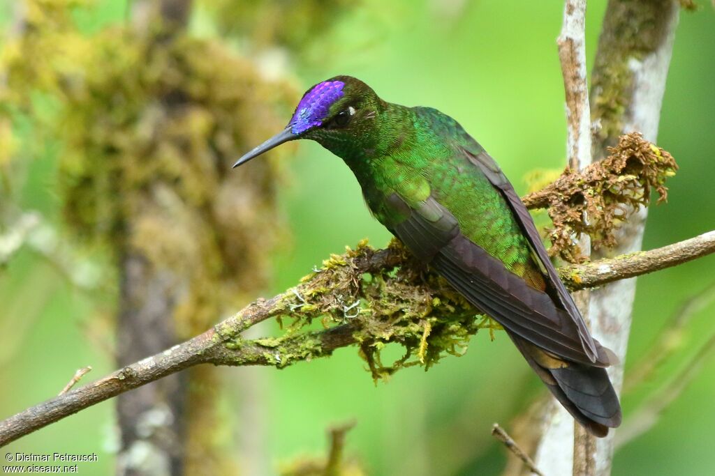 Brillant à front violet mâle adulte, identification