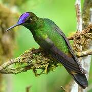 Violet-fronted Brilliant