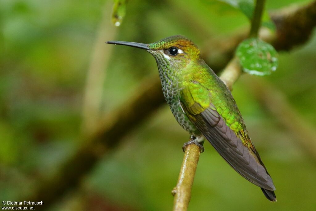 Violet-fronted Brilliant female adult, identification