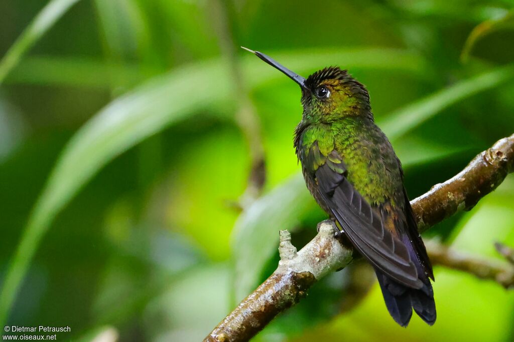 Brillant fer-de-lance