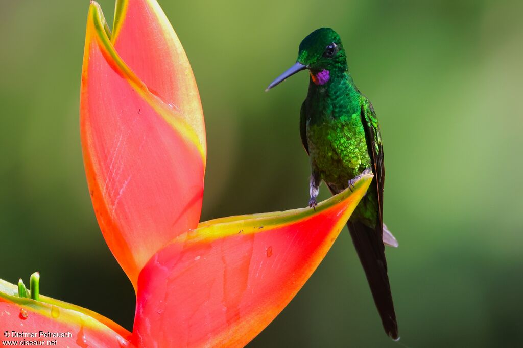 Brillant impératrice