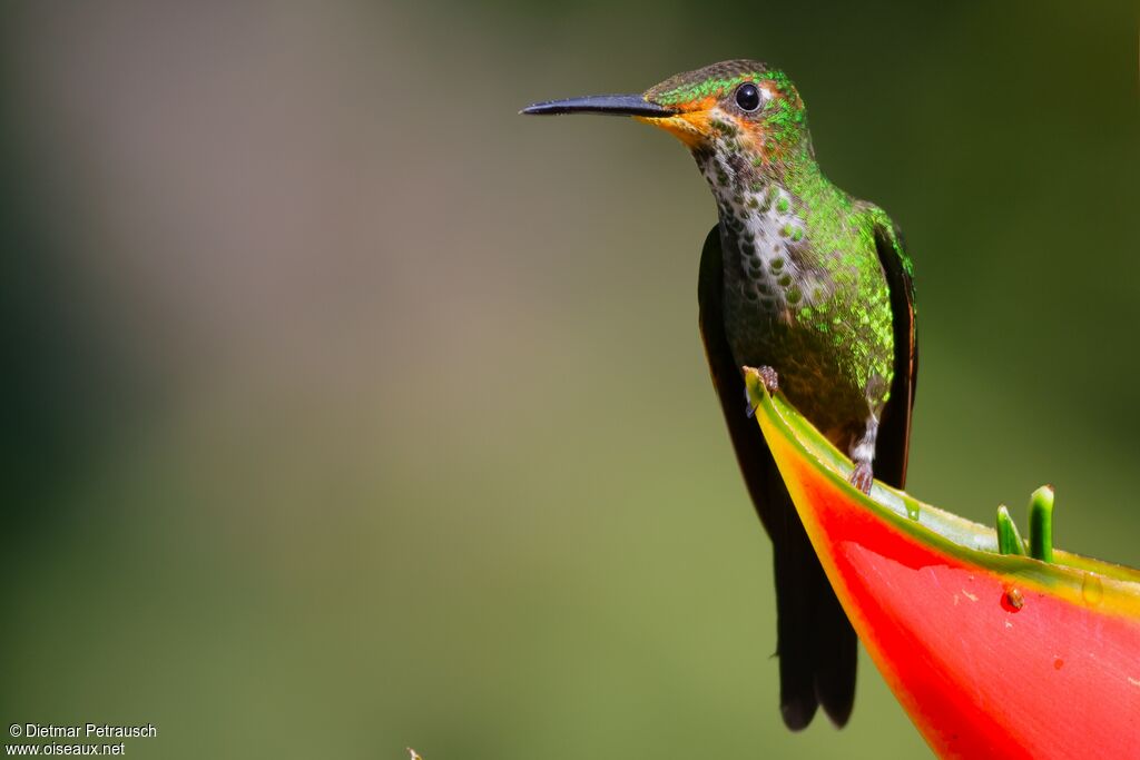 Brillant impératrice