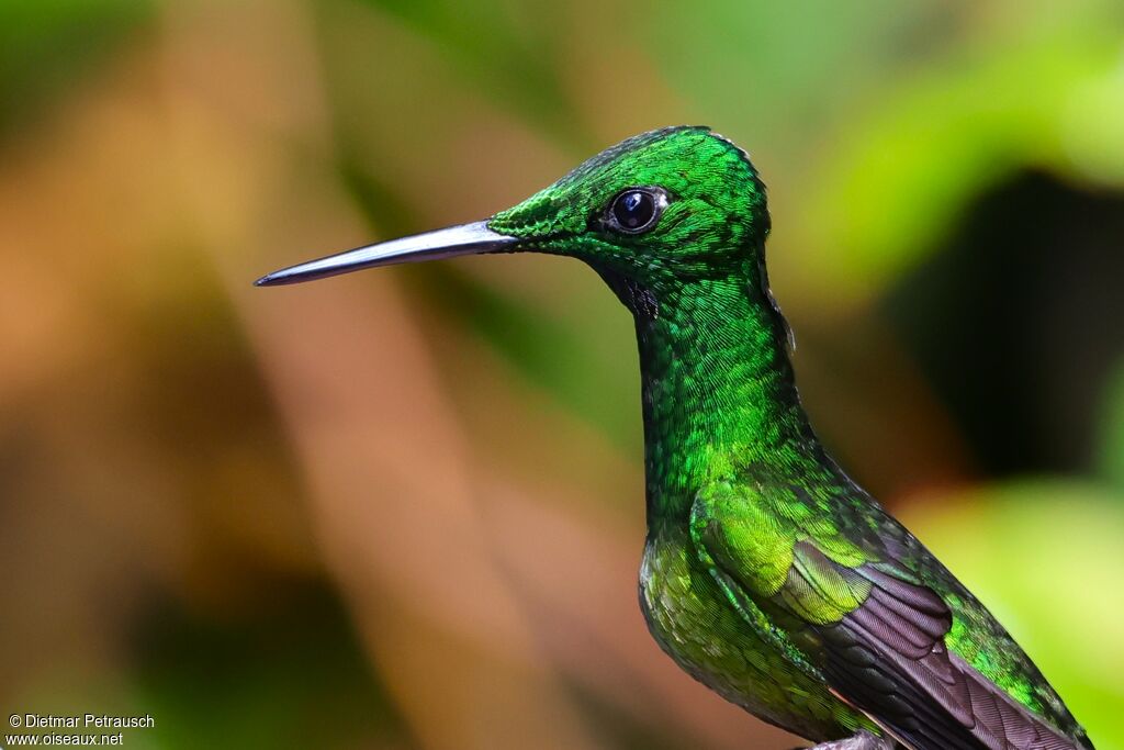 Brillant impératrice