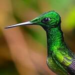 Brillant impératrice